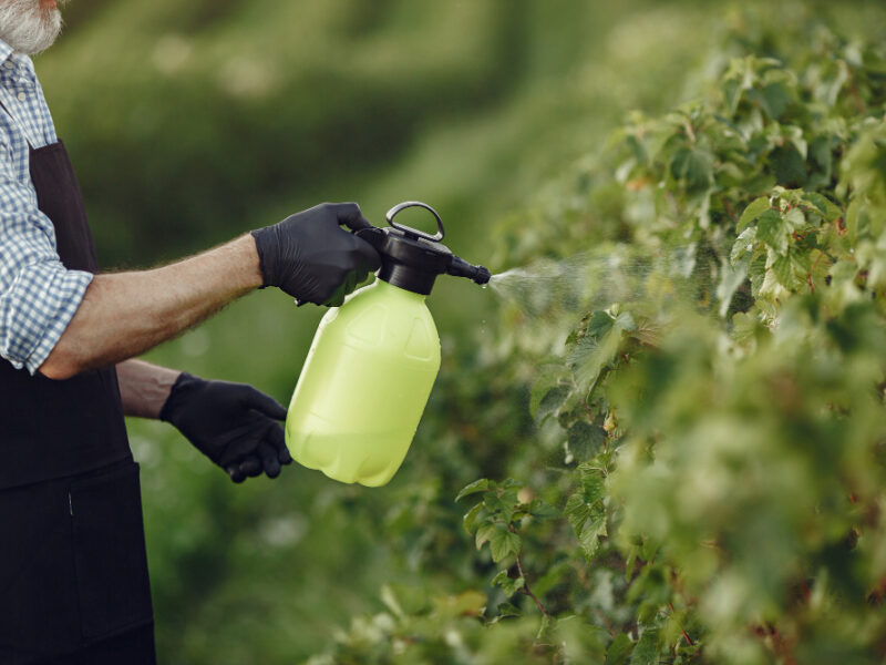 farmer-spraying-vegetables-garden-with-herbicides-man-black-apron
