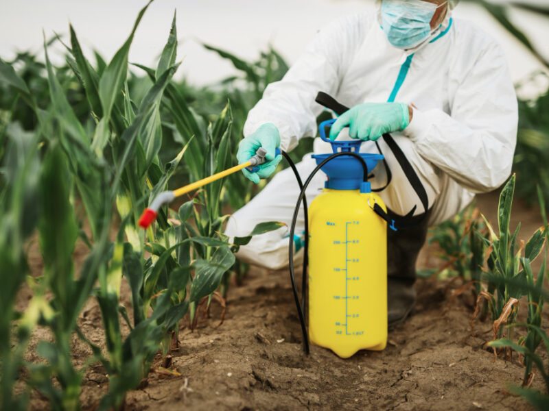 industrial-agriculture-theme-man-spraying-toxic-pesticides-insecticides-corn-growing-plantation